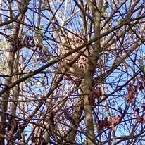 Halte Guêpes 21 (20)webp