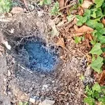 Halte Guêpes 21 (21)webp