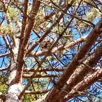 Halte Guêpes 21 (19)webp