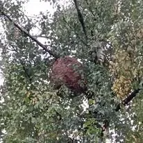 Halte Guêpes 21 (23)webp