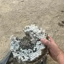 Halte Guêpes 21 (34)webp