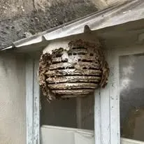 Halte Guêpes 21 (40)webp