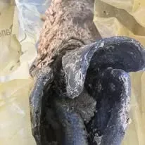 Halte Guêpes 21 (36)webp