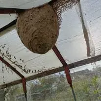 Halte Guêpes 21 (38)webp