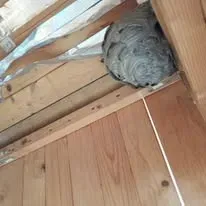 Halte Guêpes 21 (43)webp