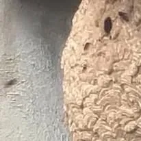 Halte Guêpes 21 (44)webp