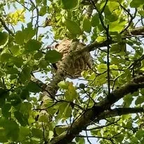 Halte Guêpes 21 (49)webp