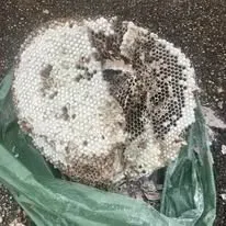 Halte Guêpes 21 (50)webp