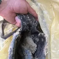 Halte Guêpes 21 (55)webp