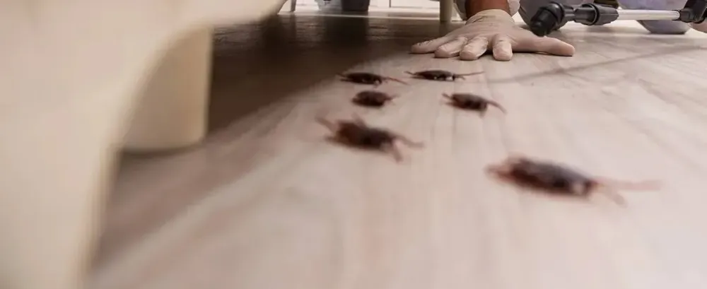 désinsectisation à Tanay