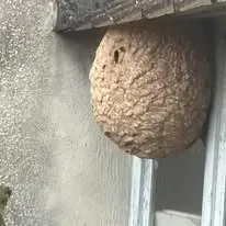 Halte Guêpes 21 (32)webp